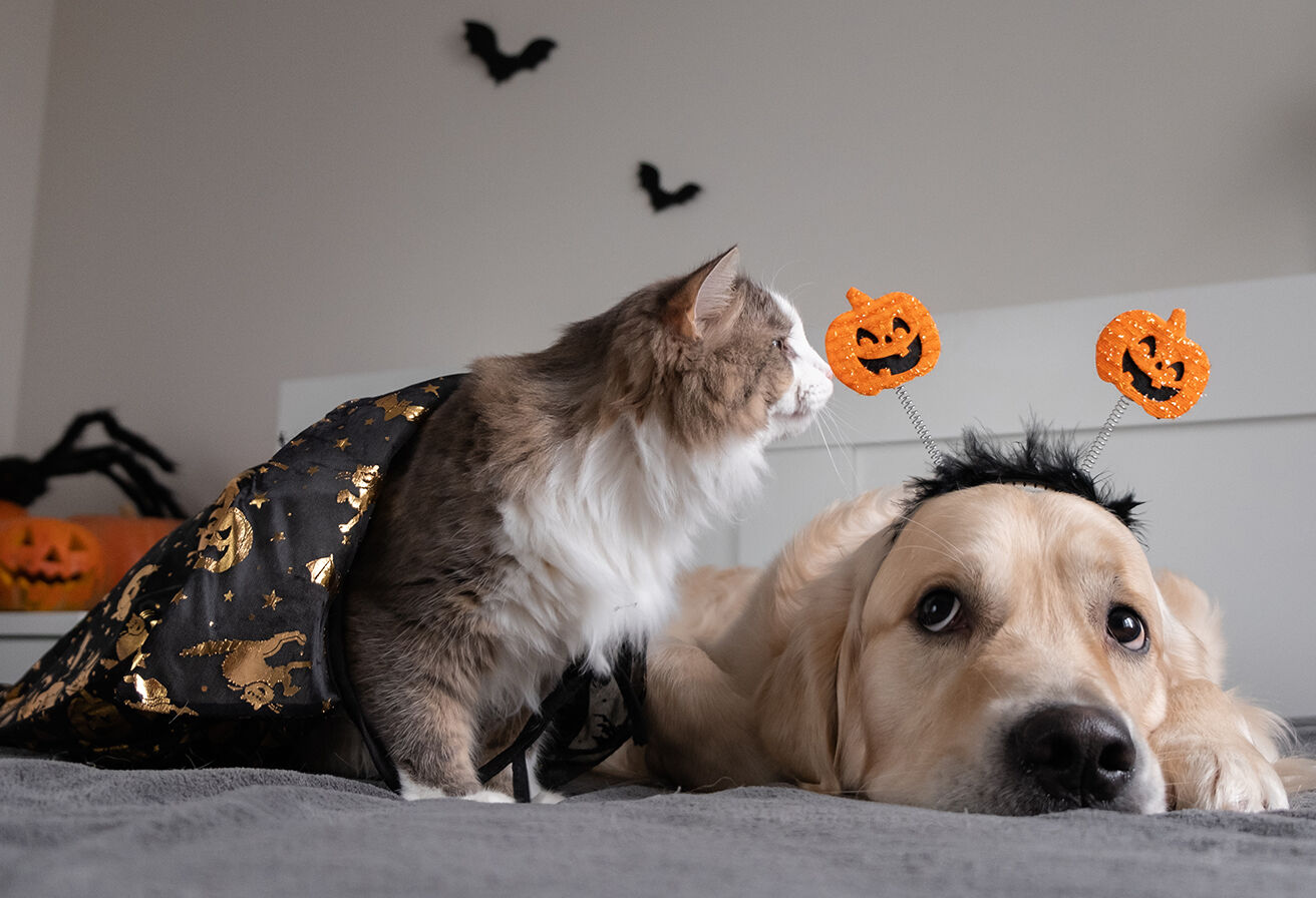 cat and dog with Halloween decor